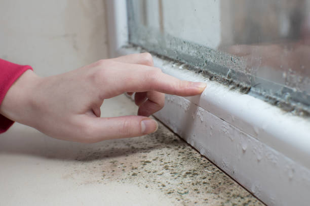 Best Mold Damage Restoration  in Fort Hall, ID